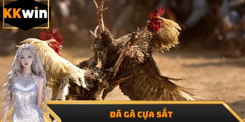 Đá Gà Cựa Sắt – Máu Lửa Từng Giây, Thưởng Lớn Mỗi Trận